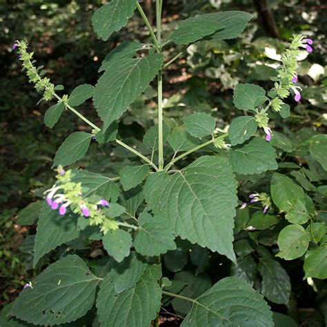 避邪植物|鬼月「避邪植物」推薦這5種！「抹草」沐浴可趨吉避。